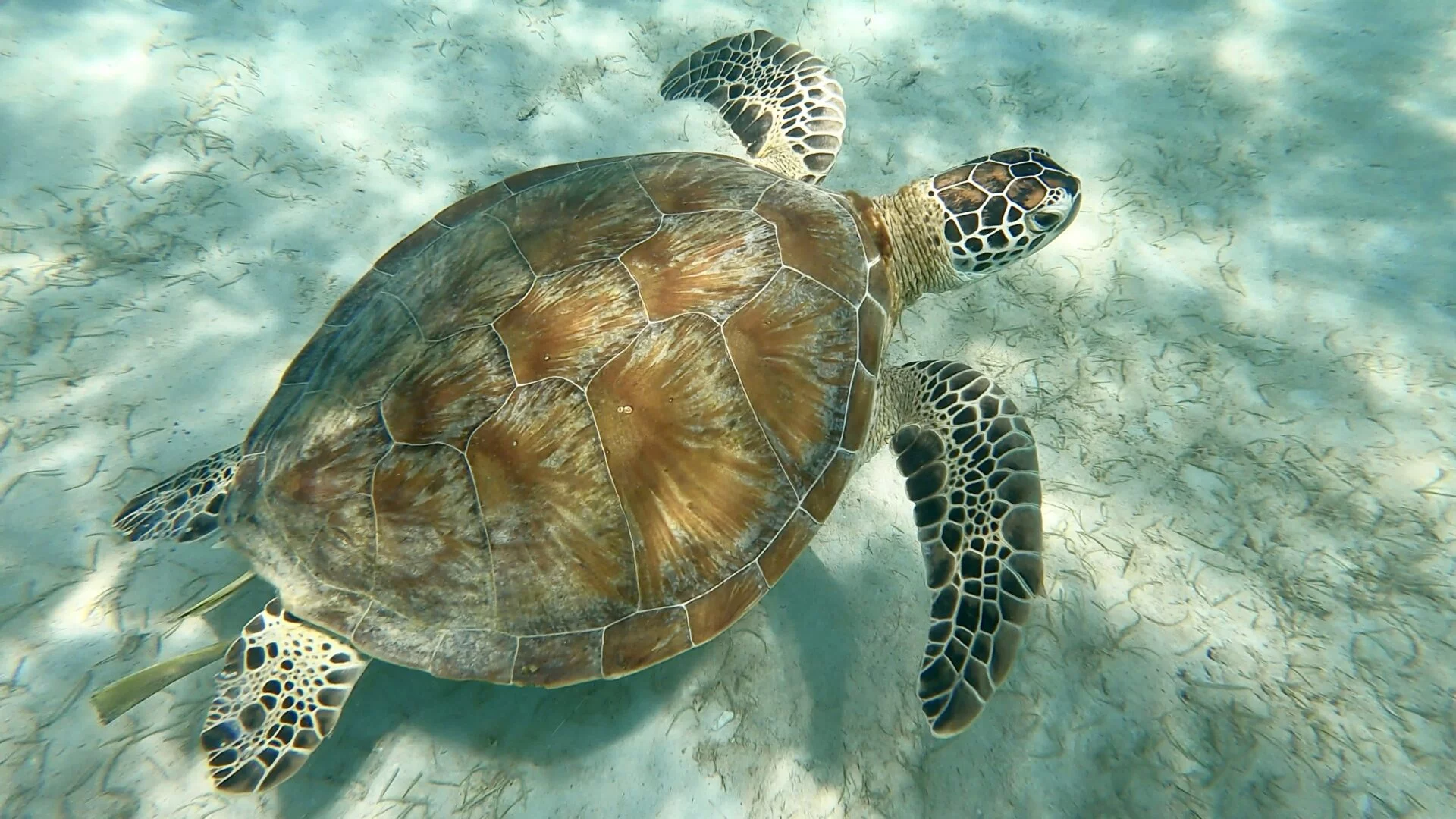 Tortuga Tortuga