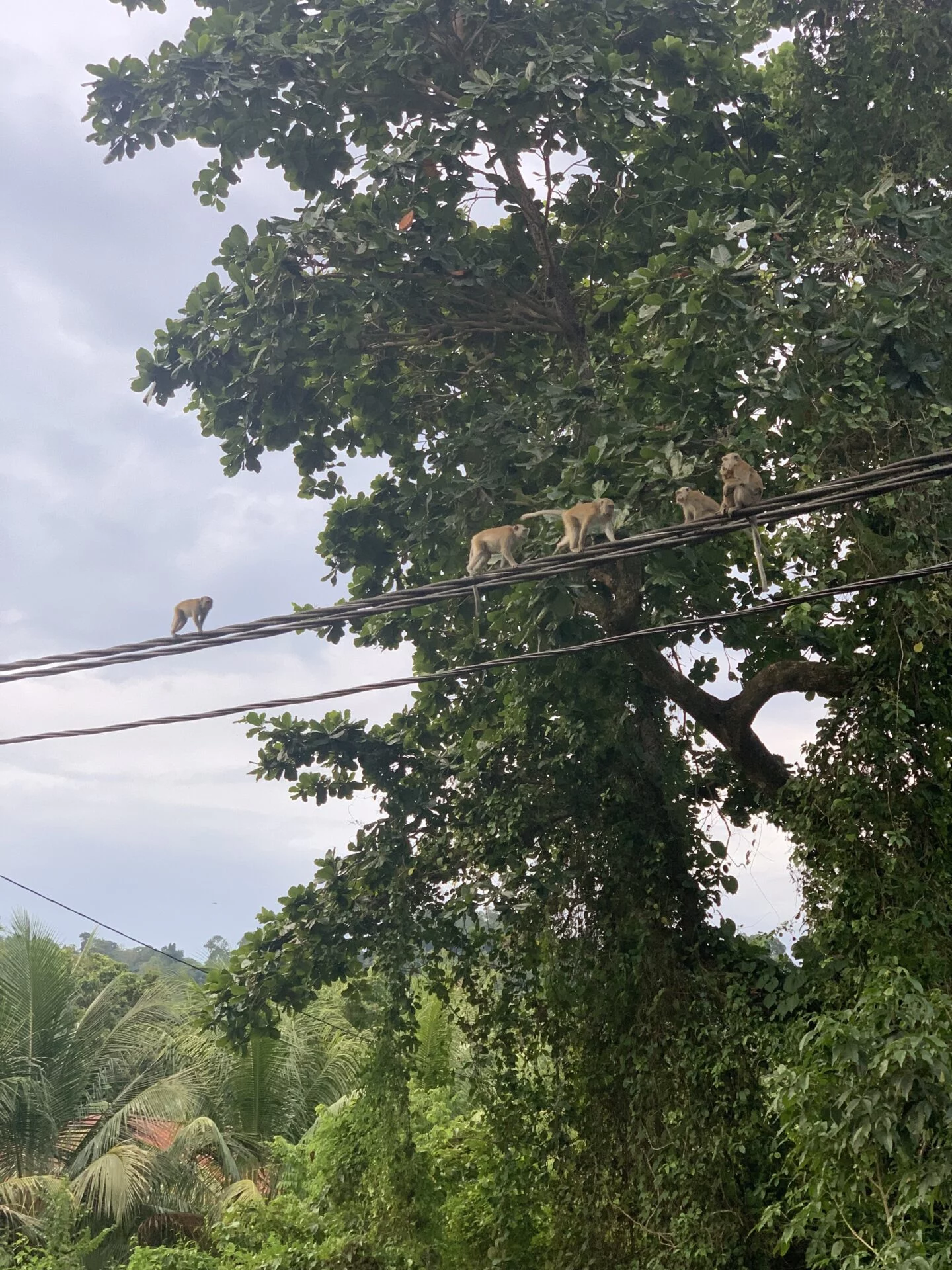 Monos Monos
