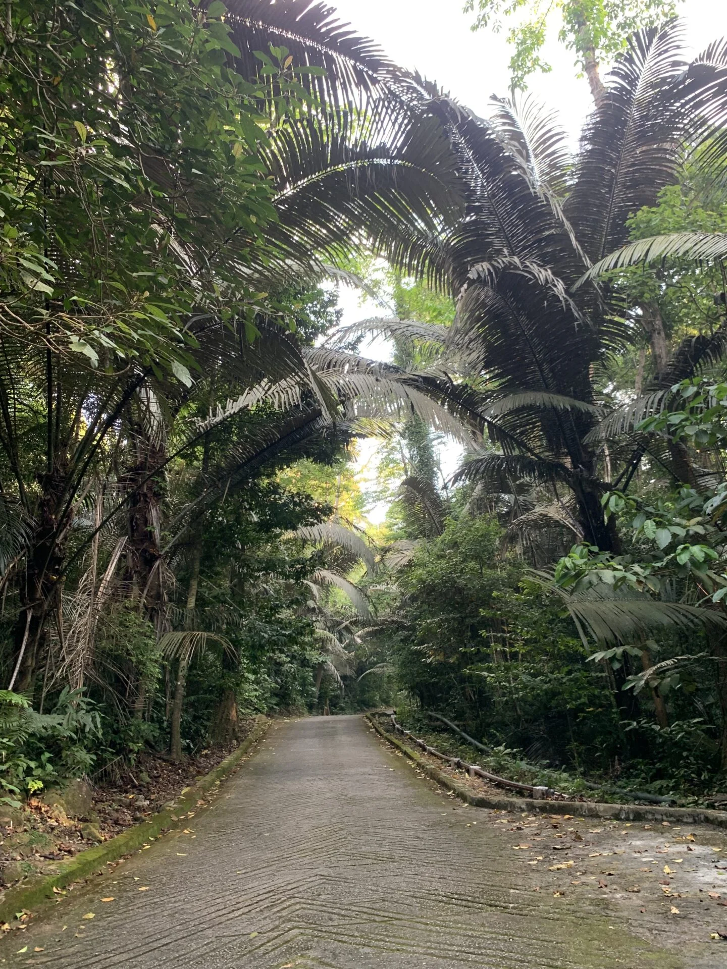 Calles Tioman Calles Tioman