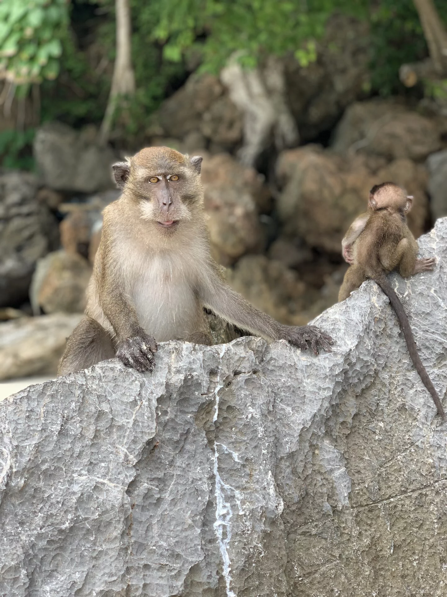 Monkey Beach Monkey Beach