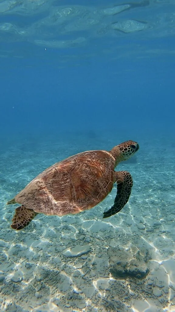 Tortuga Ama Beach