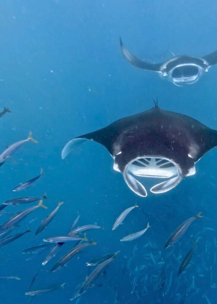 Mantarrayas